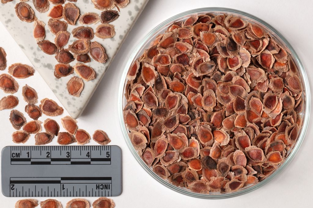 GREVILLEA robusta  | SDS  -  1000 Pcs