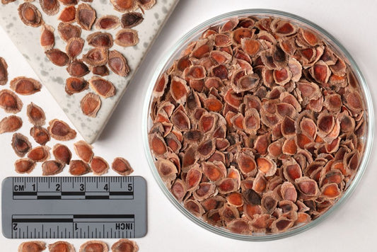 GREVILLEA robusta  | SDS  -  1000 Pcs