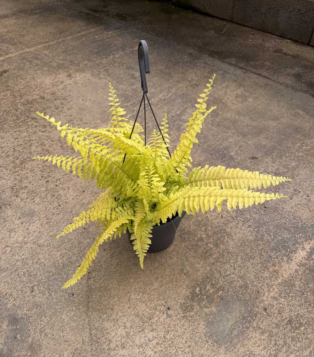 Nephrolepis Exaltata Blonde tray 150