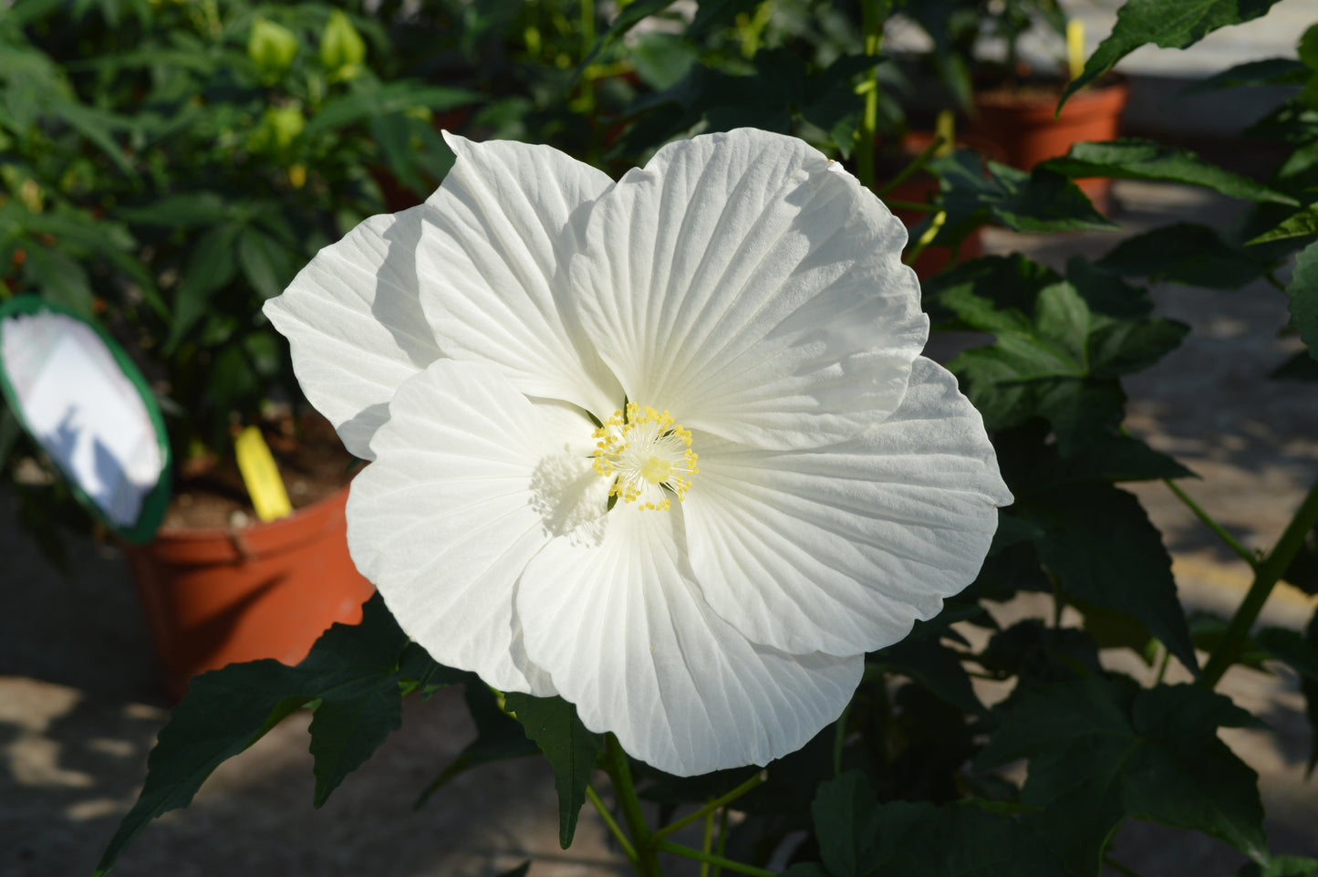 Hibiscus Extreme Pure White (P) | 4 cm