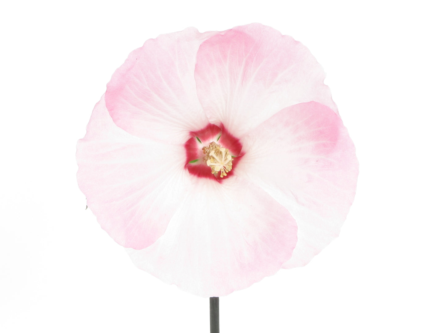 Hibiscus Extreme Light Pink (P) | 4 cm