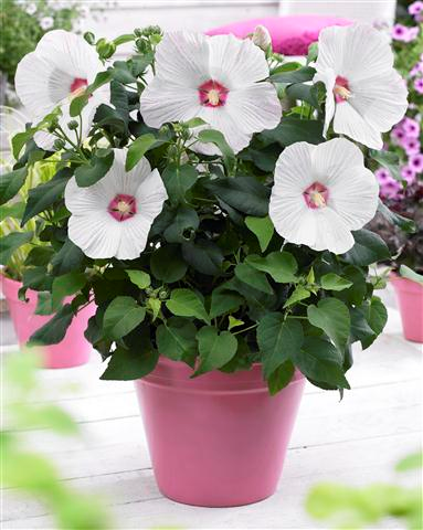 Hibiscus Extreme Hot Pink Improved extrhopin2 (P)