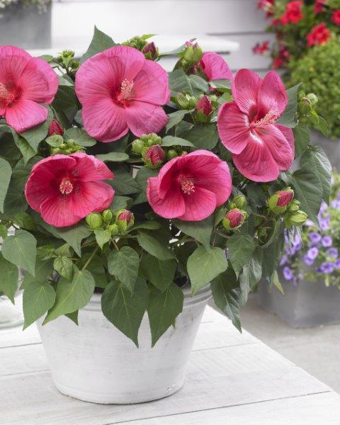 Hibiscus Extreme Magenta extremagenta(P) | 4 cm