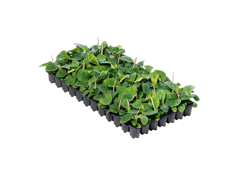 Homalomena camouflage | Tr.84 - 1PP Cult Tej