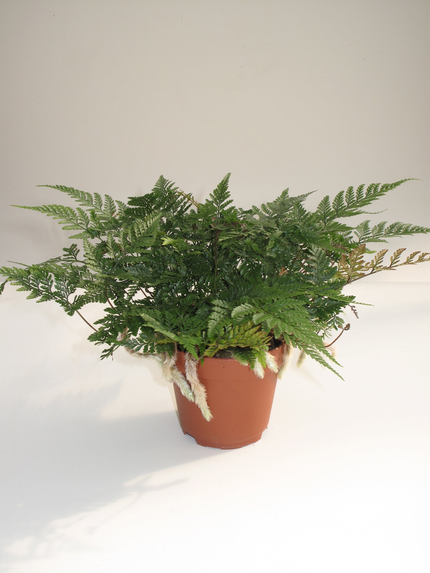 Humata tyermannii tray 60