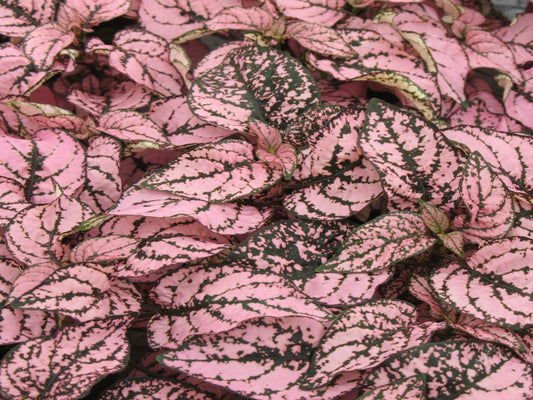 Hypoestes Coloratus™ Pink | Tr.112 - 3+ semillas