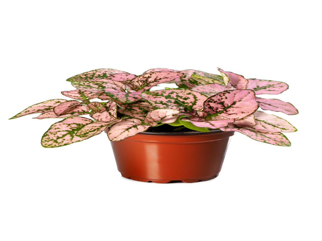 Hypoestes Coloratus™ Pink | Tr.112 - 3+ semillas