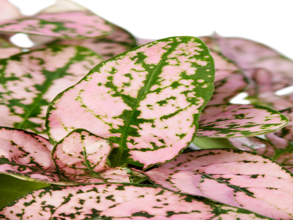 Hypoestes Coloratus™ Pink | Tr.112 - 3+ semillas