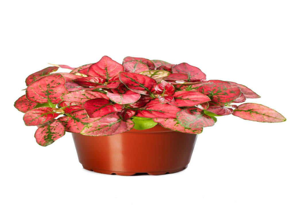 Hypoestes Coloratus™ Red | Tr.112 - 3+ semillas