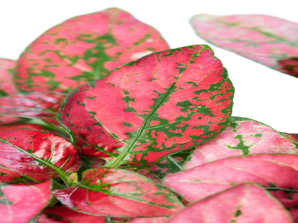 Hypoestes Coloratus™ Red | Tr.112 - 3+ semillas