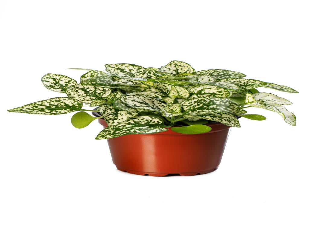Hypoestes Coloratus™ White | Tr.112 - 3+ semillas