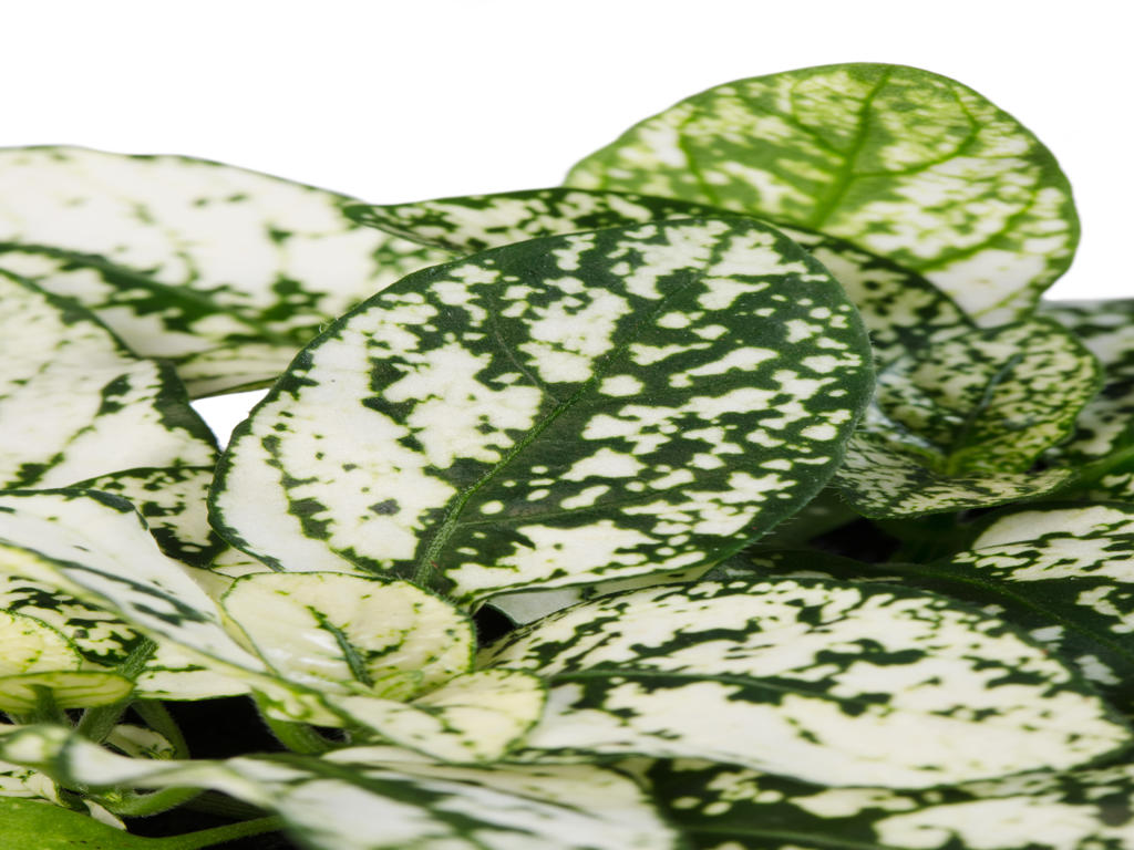 Hypoestes Coloratus™ White | Tr.112 - 3+ semillas