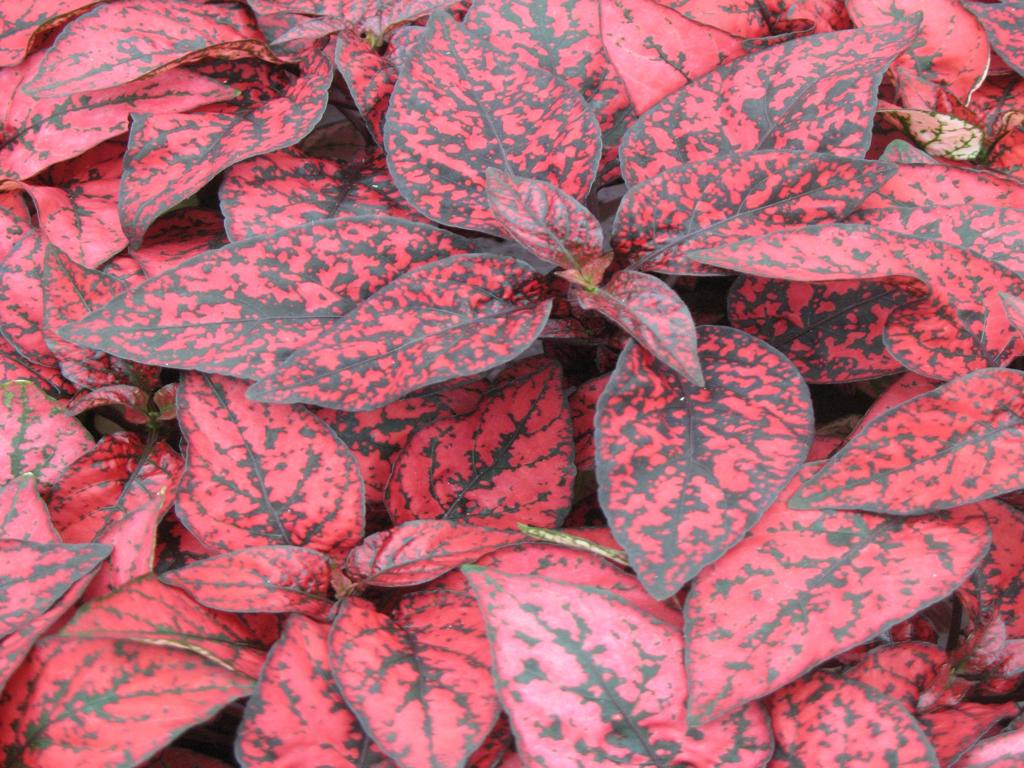 Hypoestes Coloratus™ Red | Tr.112 - 3+ semillas