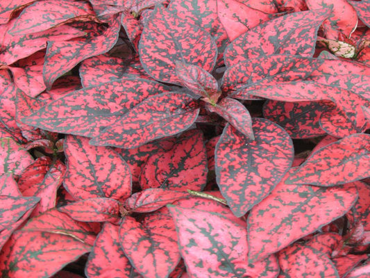 Hypoestes Coloratus™ Red | Tr.112 - 3+ semillas