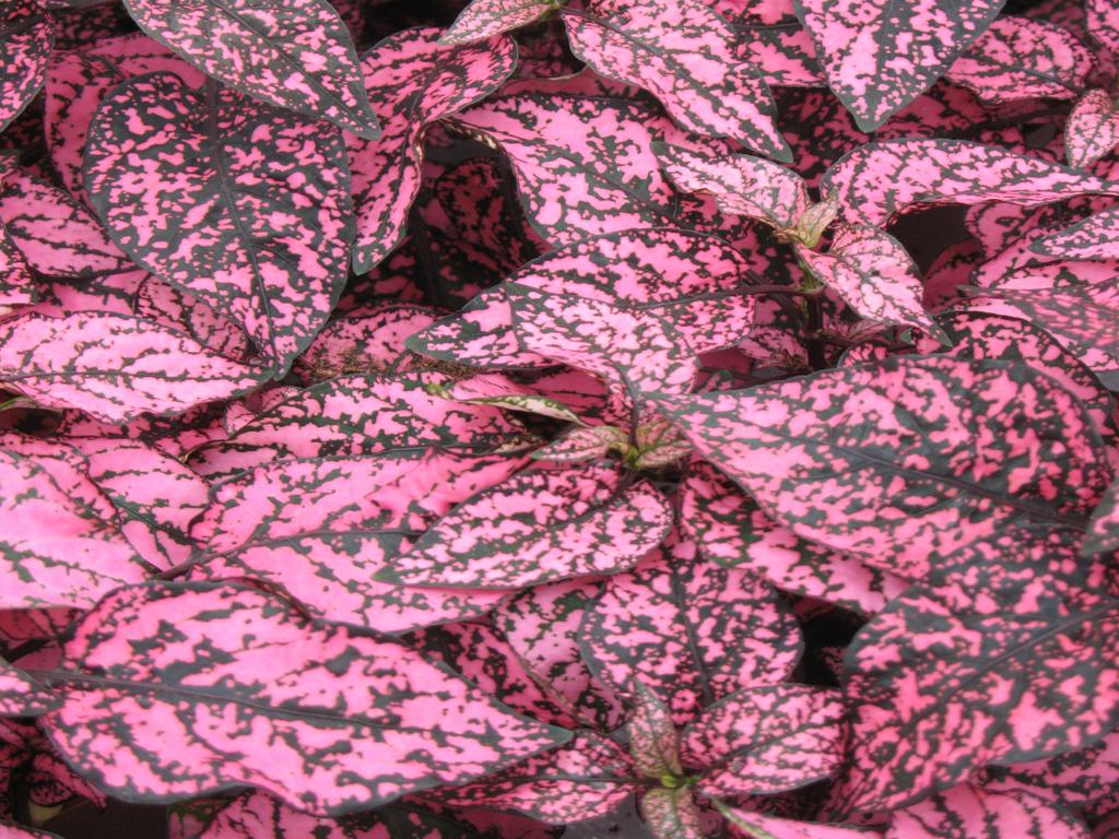 Hypoestes Coloratus™ Rose | Tr.112 - 3+ semillas