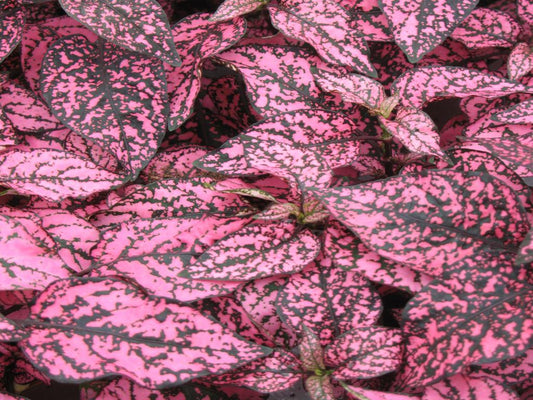 Hypoestes Coloratus™ Rose | Tr.112 - 3+ semillas