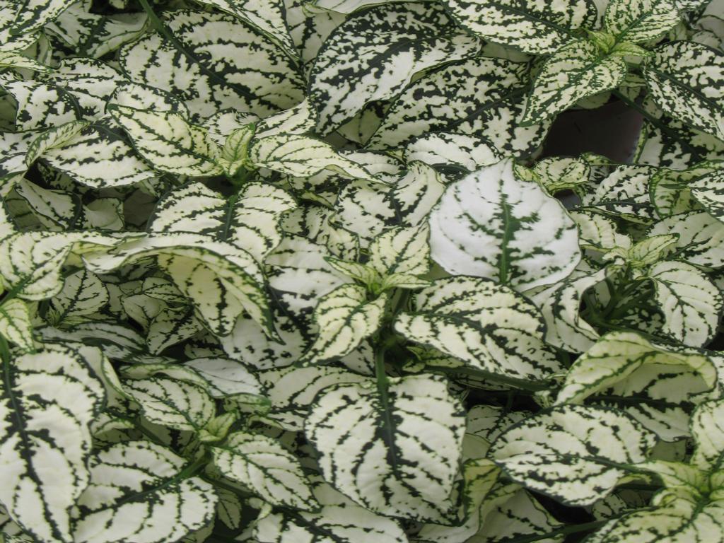 Hypoestes Coloratus™ White | Tr.112 - 3+ semillas