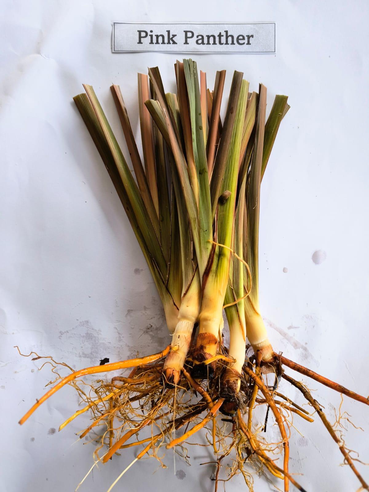 Phormium 'Pink Panter'- 7cm plug