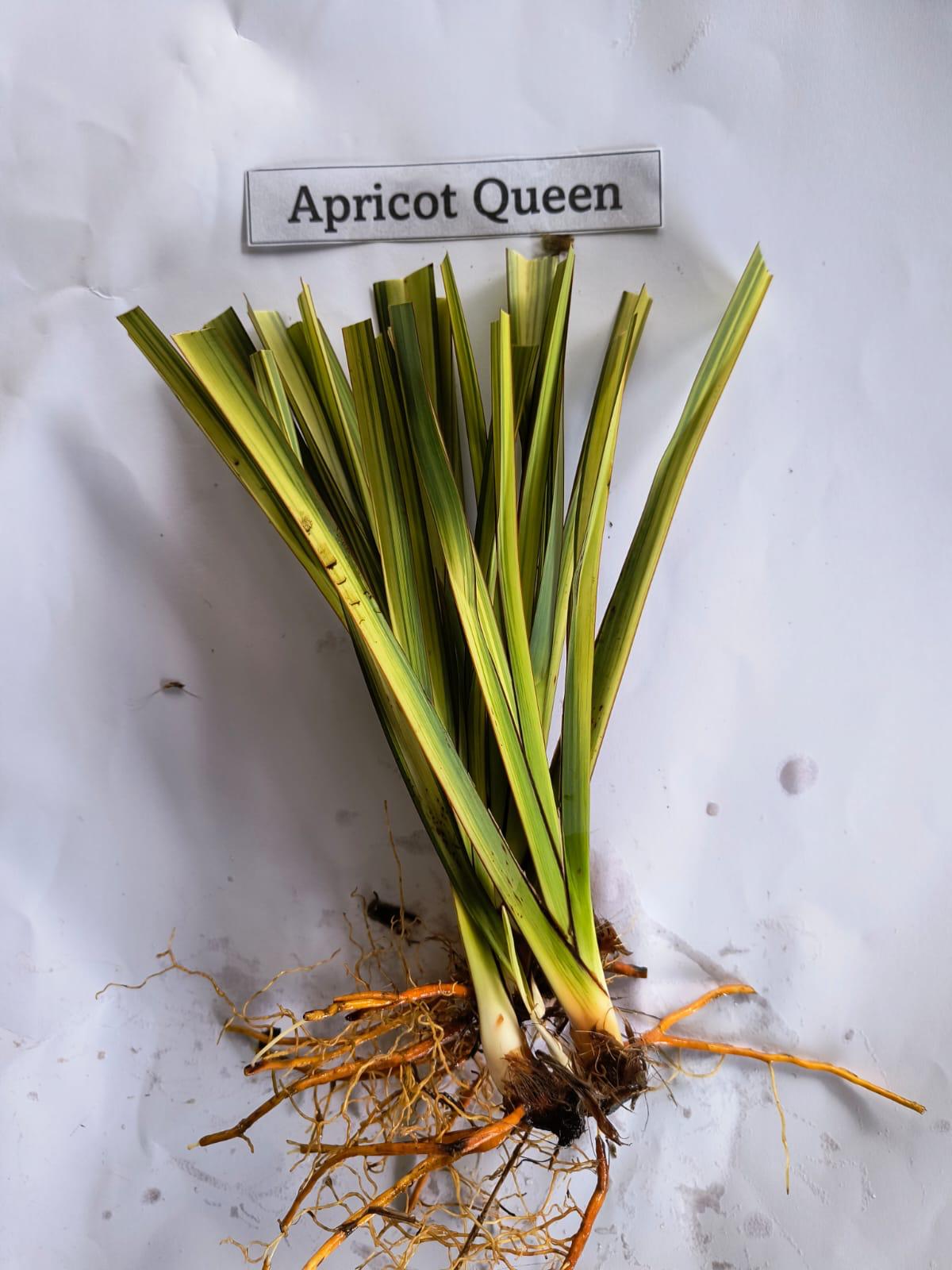Phormium 'Apricot Queen'- 7cm plug