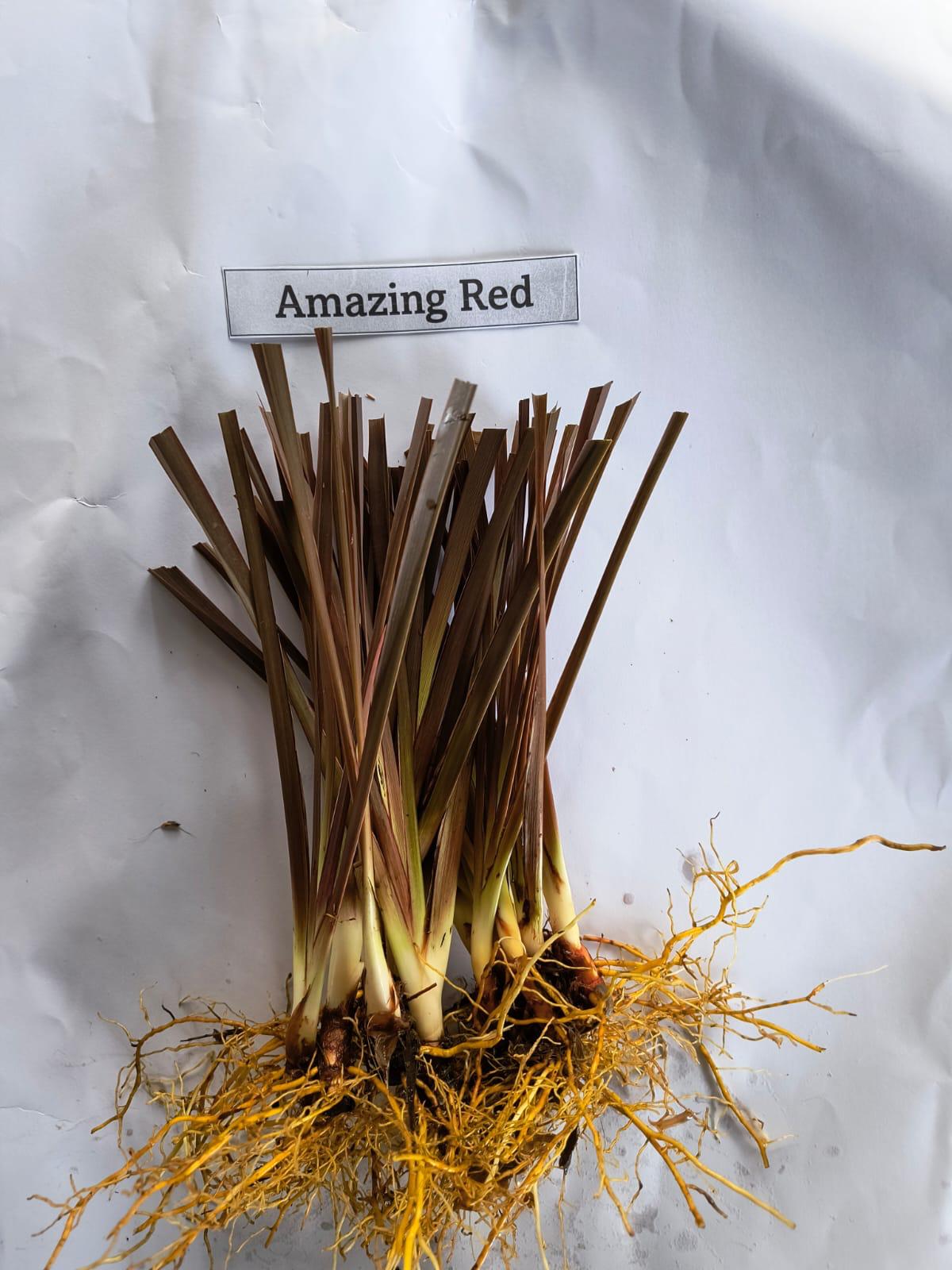 Phormium 'Amazing Red' - 7cm plug