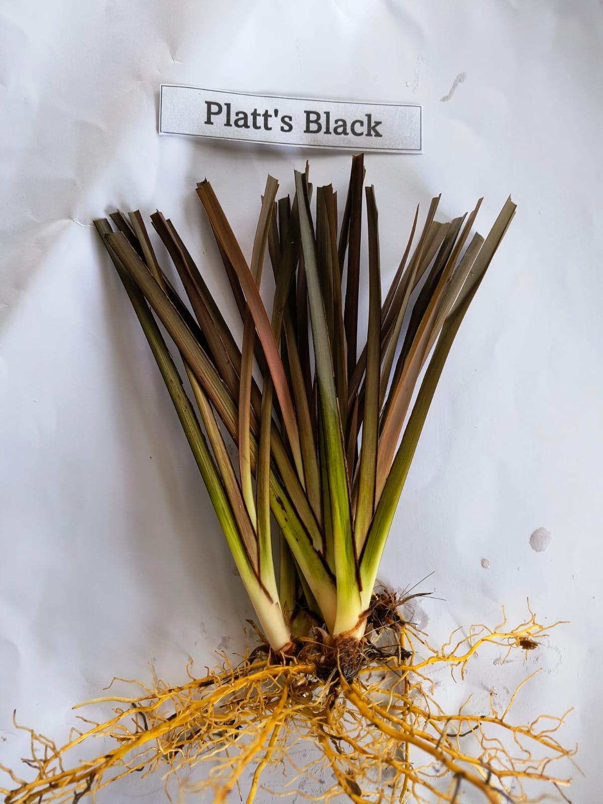 Phormium 'Platt's Black' - Raiz desnudo