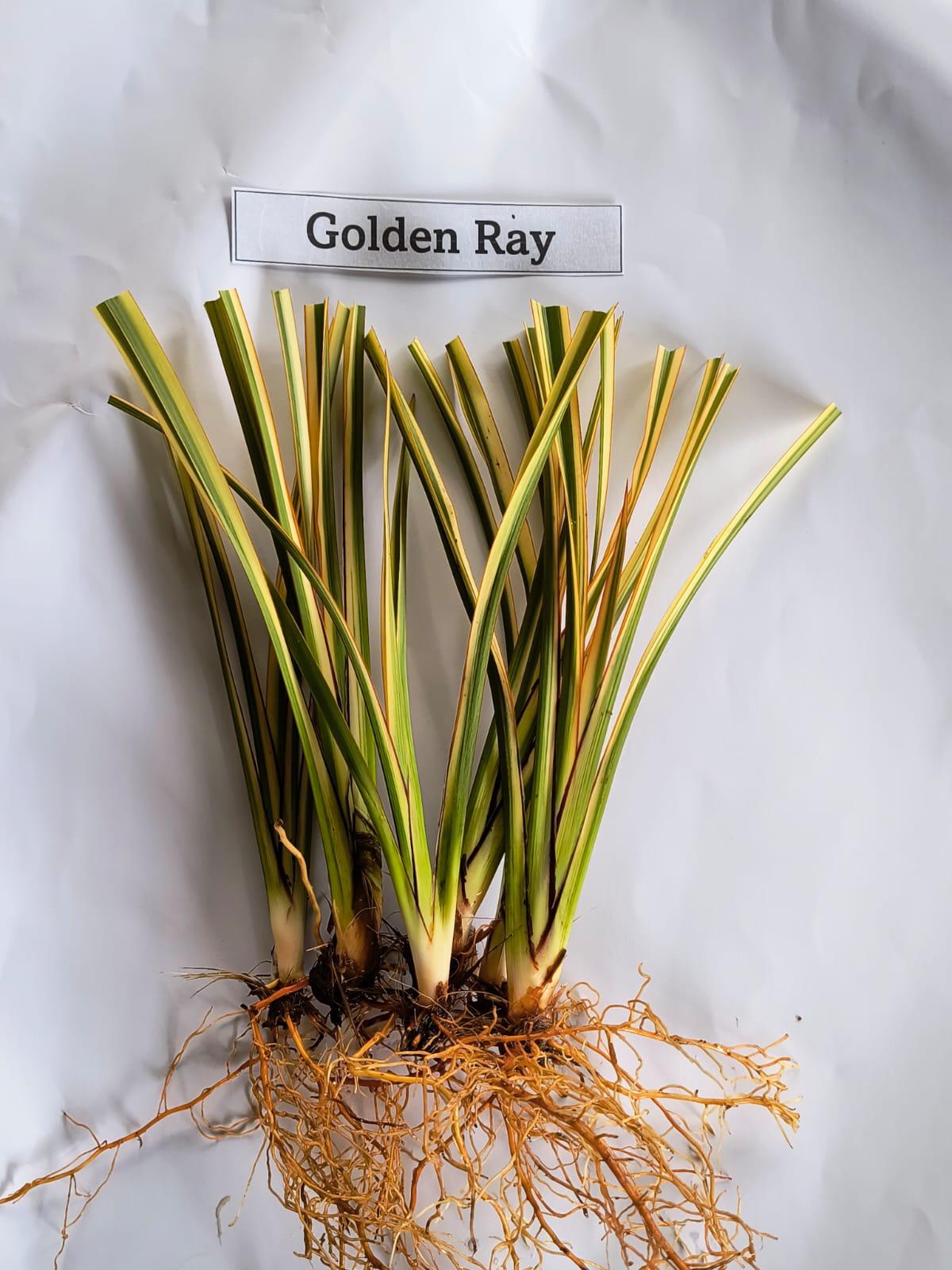 Phormium 'Golden Ray'- 7cm plug