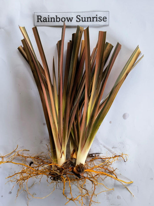 Phormium 'Rainbow Sunrise'- 7cm plug