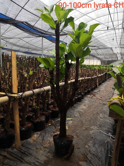 Ficus Lyrata "Character Stem" 90-100