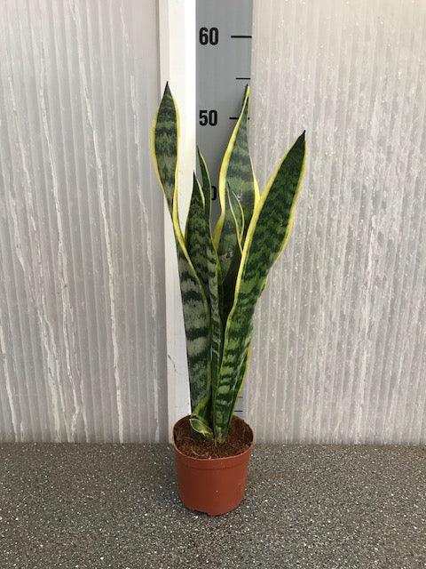 Sansevieria trif. 'Laurentii'  1150/pallet 10cm |