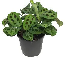 Maranta Green