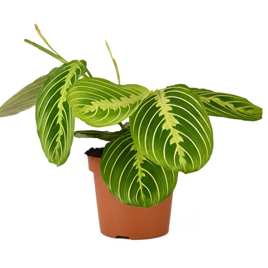 Maranta Lemon