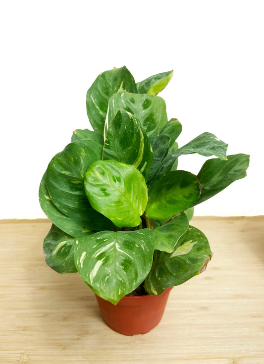 Maranta Variegated