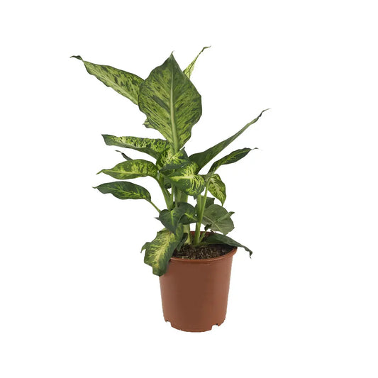 Dieffenbachia Mars | 6 cm plug 28/tray