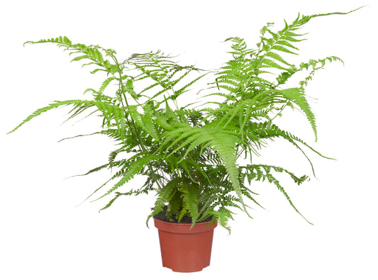 Microlepia strigosa tray 104