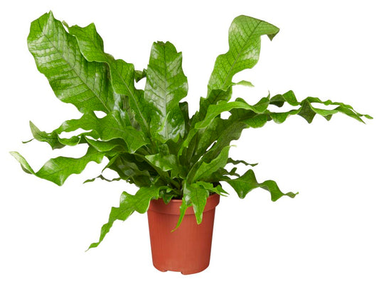 Microsorum Crocodyllus tray 60