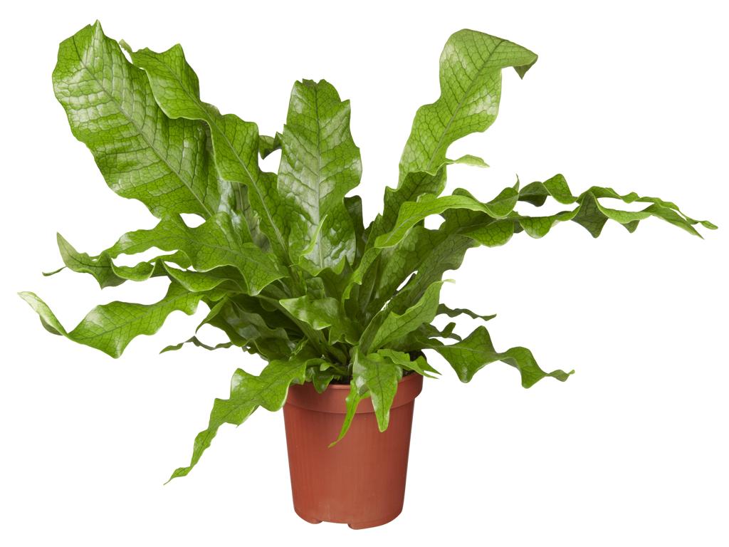 Microsorum Crocodyllus tray 150