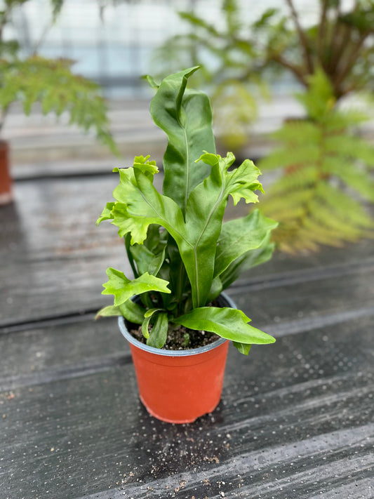 Microsorum Green Flame tray 150