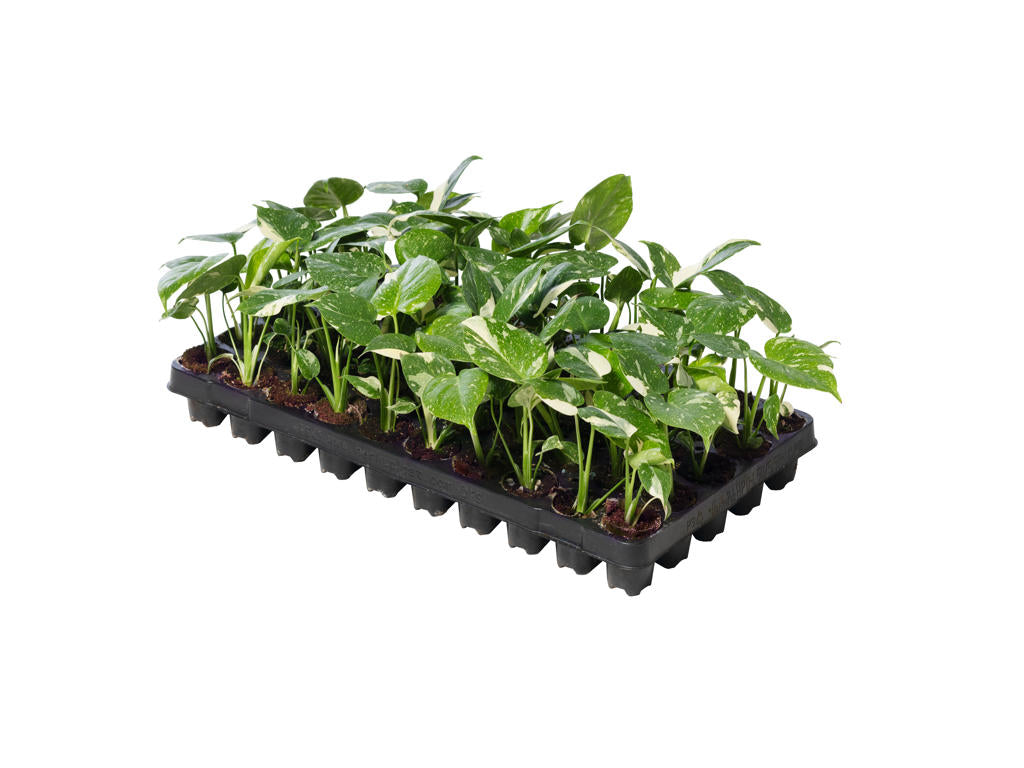 Monstera Thai Constellation  | Tr.50 - 1PP Cult Tej