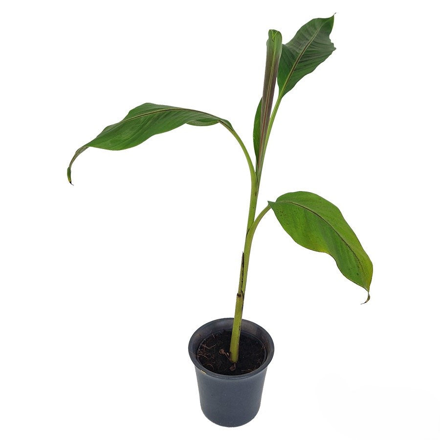 Musa sikkemensis Red Tiger | 6 cm plug 28/tray