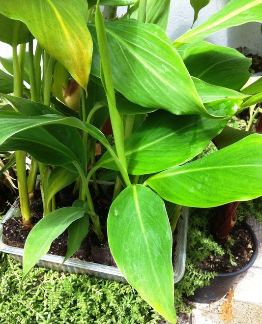 Musa Dajiao | 6 cm plug 28/tray