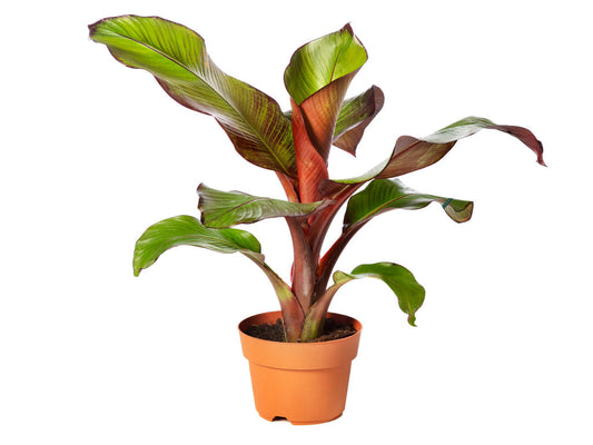 Musa ensete Maurelli | 6 cm plug 28/tray