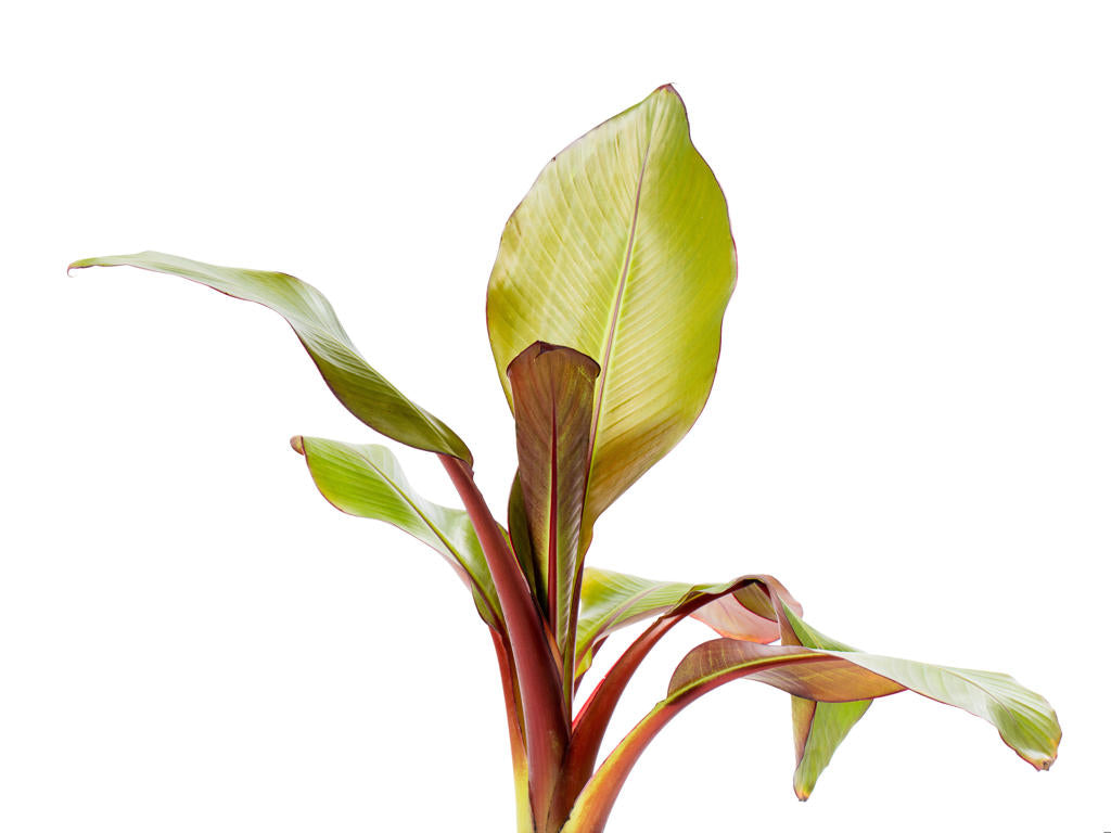 Musa ensete Maurelli | 6 cm plug 28/tray