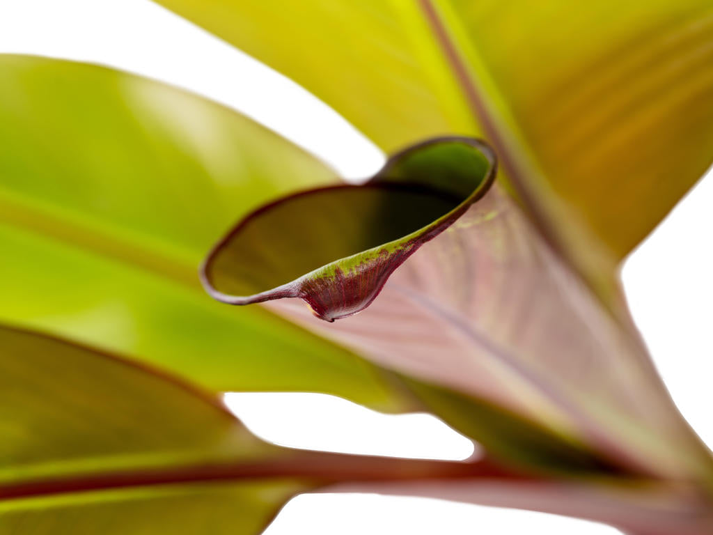 Musa ensete Maurelli | 6 cm plug 28/tray