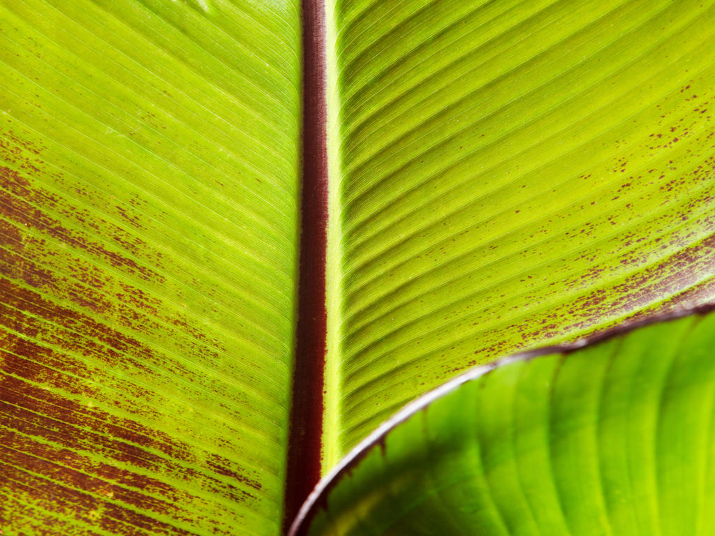 Musa ensete Maurelli | 6 cm plug 28/tray
