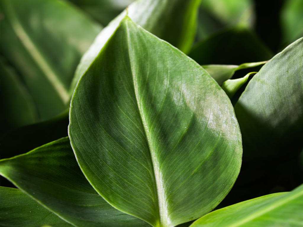 Musa Oriental Dwarf | 5 cm plug 60/tray