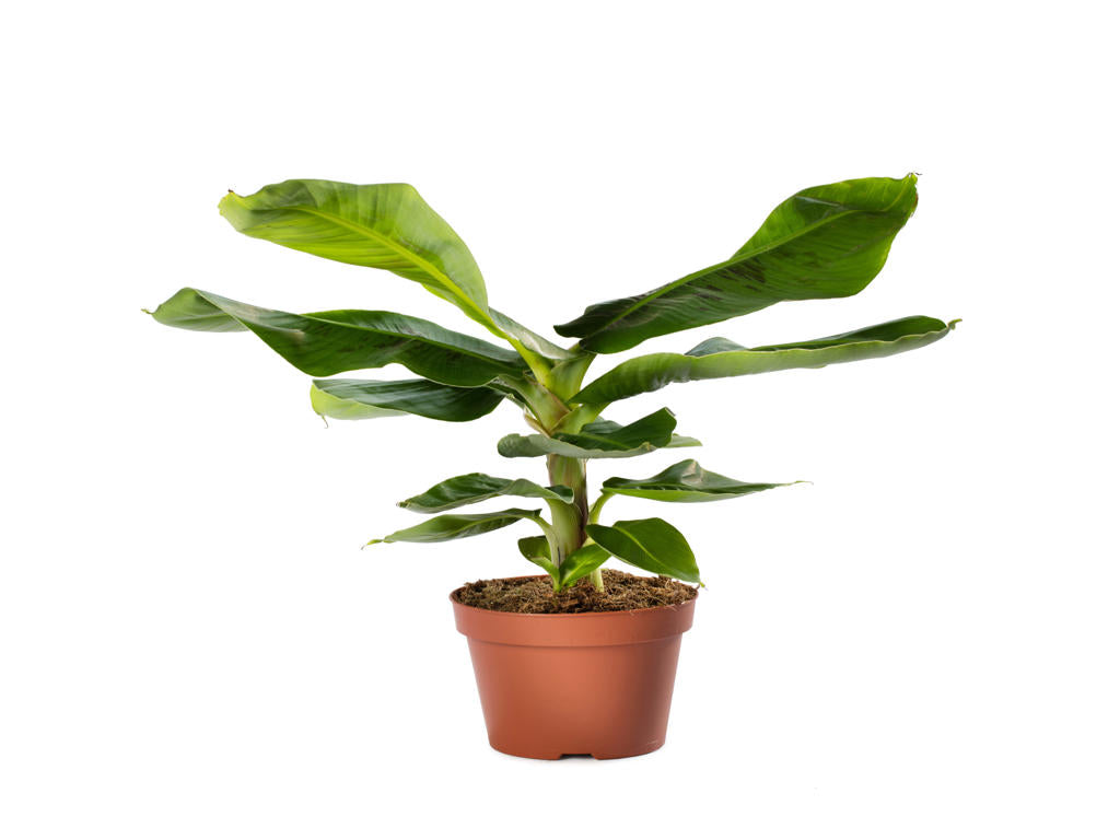 Musa Oriental Dwarf | 5 cm plug 60/tray