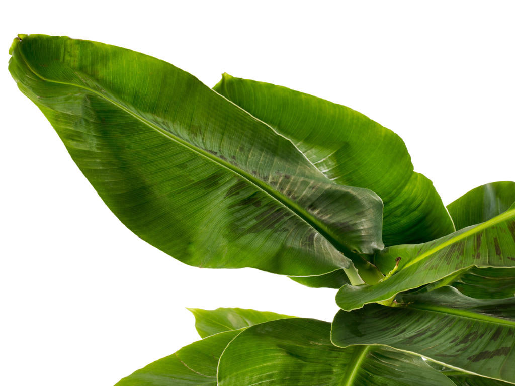 Musa Oriental Dwarf | 5 cm plug 60/tray