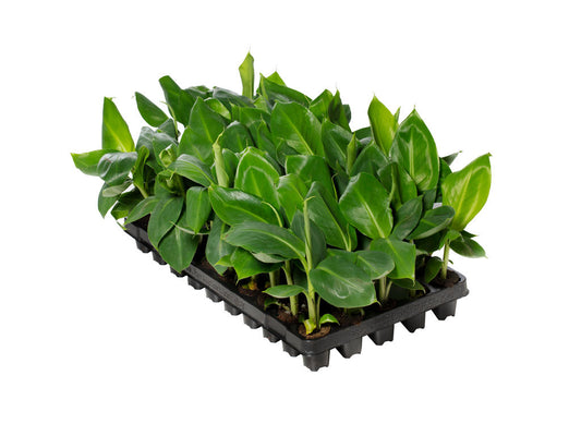 Musa Dwarf Cavendish | 5 cm plug 50/tray