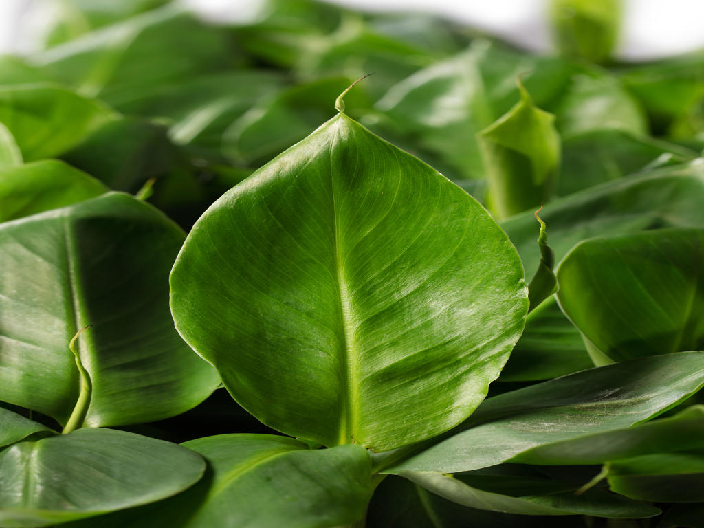 Musa Dwarf Cavendish | 5 cm plug 50/tray