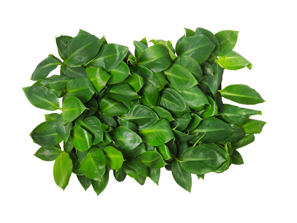 Musa Dwarf Cavendish | 5 cm plug 50/tray